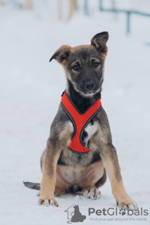 Additional photos: Puppies girls Zoya and Anfisa want to find a home and a loving family!