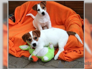 Photo №1. jack russell terrier - for sale in the city of Berlin | Is free | Announcement № 127153