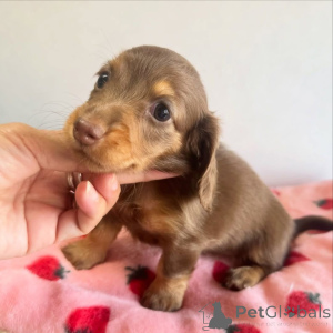 Photo №1. dachshund - for sale in the city of Aalborg | 671$ | Announcement № 173391