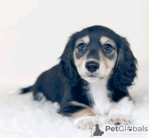 Photo №2 to announcement № 137984 for the sale of dachshund - buy in Germany breeder