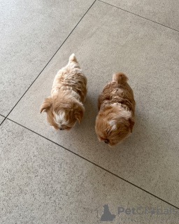 Photo №2. Services for the delivery and transportation of cats and dogs in Croatia. Price - 329$. Announcement № 131992