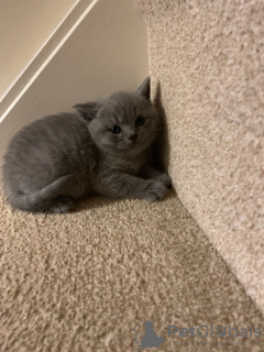 Photo №3. Tested British shorthair kittens ready now for sale. Germany