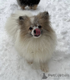 Photo №2 to announcement № 35653 for the sale of german spitz - buy in Russian Federation from nursery