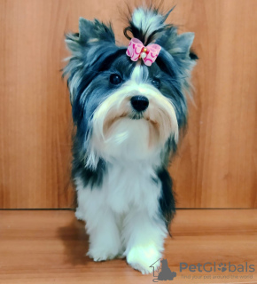 Photo №2 to announcement № 31991 for the sale of yorkshire terrier - buy in Turkey private announcement