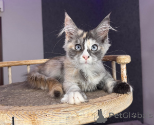Photo №3. Rare Blue-Eyed Dilute Calico Maine Coon Kitten Soft & Stunning. Poland
