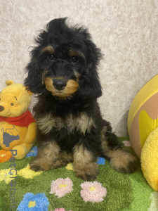 Photo №2 to announcement № 159712 for the sale of english cocker spaniel, poodle (dwarf) - buy in Russian Federation private announcement
