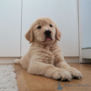 Photo №1. golden retriever - for sale in the city of Andros | 300$ | Announcement № 43393