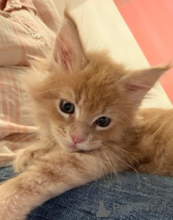 Photo №3. Magnificent Maine Coon Kitten!!..WhatsApp me on 447453907158. Malta