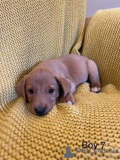 Photo №3. Wunderschöner Wurf mit 7 Labrador-Welpen. Germany