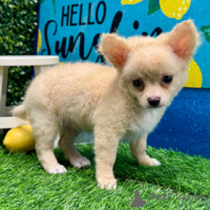 Photo №3. Meet Weston Gorgeous Long-Haired Chihuahua Puppy Ready for His Forever Home. Germany
