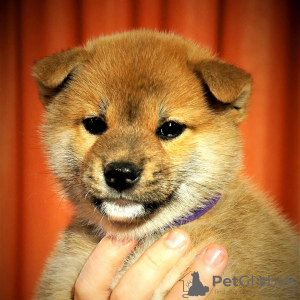Additional photos: Shiba Inu puppies from Yukashi kennel are looking for the best owners