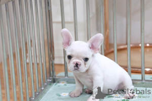 Additional photos: french bulldog