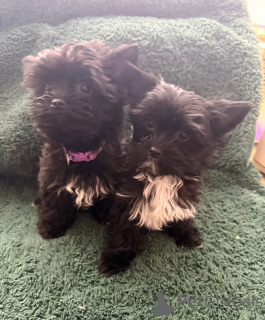 Photo №4. I will sell yorkshire terrier in the city of Vukovar.  - price - 350$