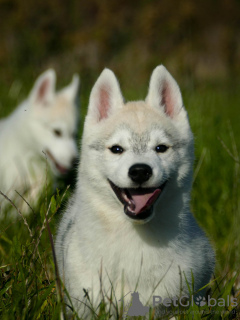 Additional photos: Beautiful Husky Puppies Your Loyal Companions!