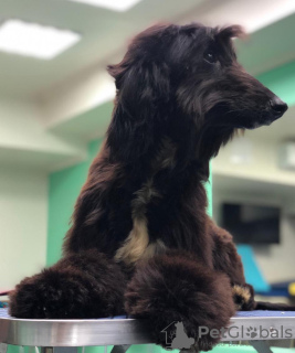 Additional photos: Gorgeous Afghan Hound puppies!