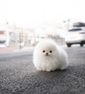 Photo №4. I will sell pomeranian in the city of Munich. private announcement - price - 634$