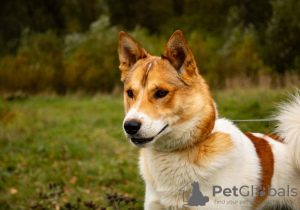 Photo №2 to announcement № 29974 for the sale of non-pedigree dogs - buy in Russian Federation private announcement