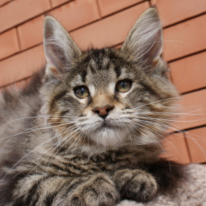 Photo №4. I will sell maine coon in the city of Rostov-on-Don. from nursery - price - 523$