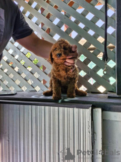 Photo №3. Miniature poodle puppies. Serbia