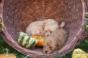 Additional photos: Miniature poodle