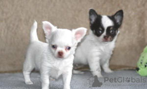 Photo №1. chihuahua - for sale in the city of Jyväskylä | Is free | Announcement № 99003