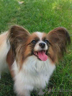 Photo №3. CONTINENTAL TOY SPANIEL/ PAPILLON. Poland