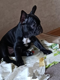 Photo №4. I will sell french bulldog in the city of Nuremberg. private announcement - price - 380$