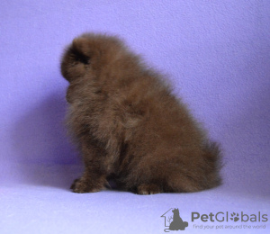 Photo №2 to announcement № 13736 for the sale of german spitz - buy in Russian Federation from nursery