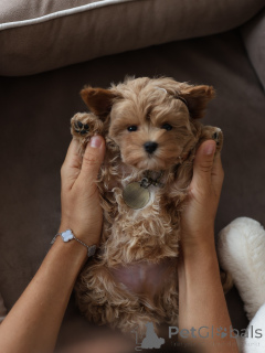 Photo №2 to announcement № 174835 for the sale of maltipu - buy in Czech Republic breeder