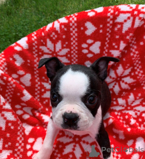 Photo №4. I will sell boston terrier in the city of Viimsi. private announcement - price - 619$