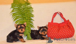 Photo №1. yorkshire terrier - for sale in the city of Tula | 141$ | Announcement № 31713