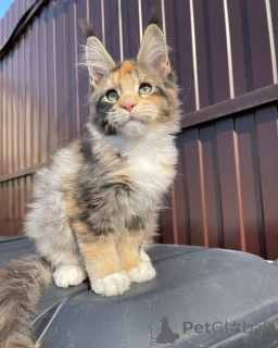 Photo №4. I will sell maine coon in the city of Hamburg. private announcement - price - negotiated