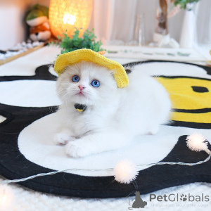 Photo №2 to announcement № 152273 for the sale of ragdoll - buy in Belgium breeder