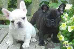 Photo №1. french bulldog - for sale in the city of Warsaw | negotiated | Announcement № 174962