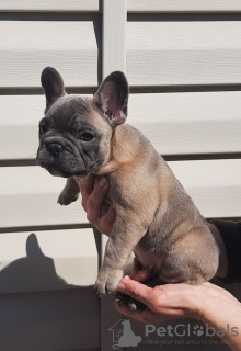 Photo №2 to announcement № 10445 for the sale of french bulldog - buy in Belarus breeder