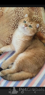 Photo №3. Scottish. Russian Federation