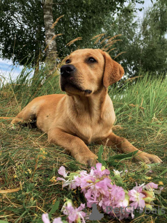 Photo №4. I will sell labrador retriever in the city of Mogilyov. private announcement, from nursery, breeder - price - 1560$