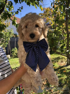 Additional photos: Apricot MEDIUM POODLE puppy