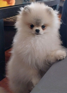 Photo №2 to announcement № 102178 for the sale of pomeranian - buy in Poland private announcement