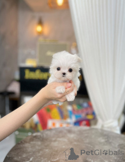 Photo №2 to announcement № 148776 for the sale of maltese dog - buy in United Kingdom private announcement