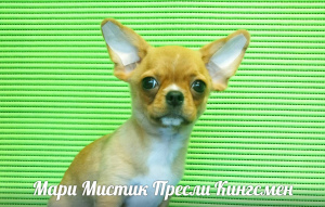Photo №4. I will sell chihuahua in the city of St. Petersburg. from nursery - price - 1081$