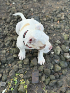 Photo №1. american pit bull terrier - for sale in the city of Höfn | Is free | Announcement № 178811