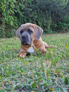 Photo №1. cane corso - for sale in the city of Michów | 1057$ | Announcement № 106780