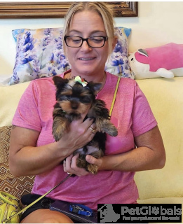Photo №1. yorkshire terrier - for sale in the city of Berlin | Is free | Announcement № 134364