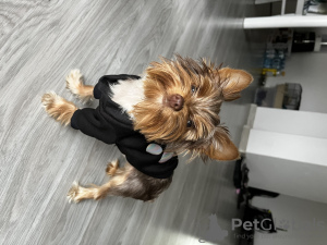 Photo №2 to announcement № 66103 for the sale of yorkshire terrier - buy in Poland private announcement