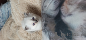 Photo №2 to announcement № 136049 for the sale of birman - buy in Spain from nursery, breeder