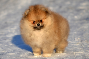 Photo №4. I will sell non-pedigree dogs in the city of Москва. from nursery - price - 1208$