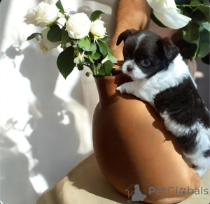Photo №4. I will sell chihuahua in the city of Dnipro. from nursery, breeder - price - 1032$