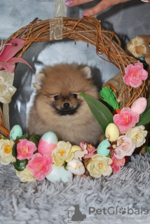 Photo №4. I will sell pomeranian in the city of Kučevo. breeder - price - negotiated