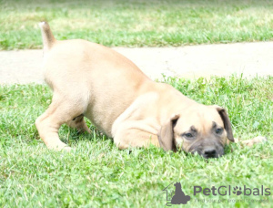 Additional photos: Boerboel (South African Mastiff) puppies